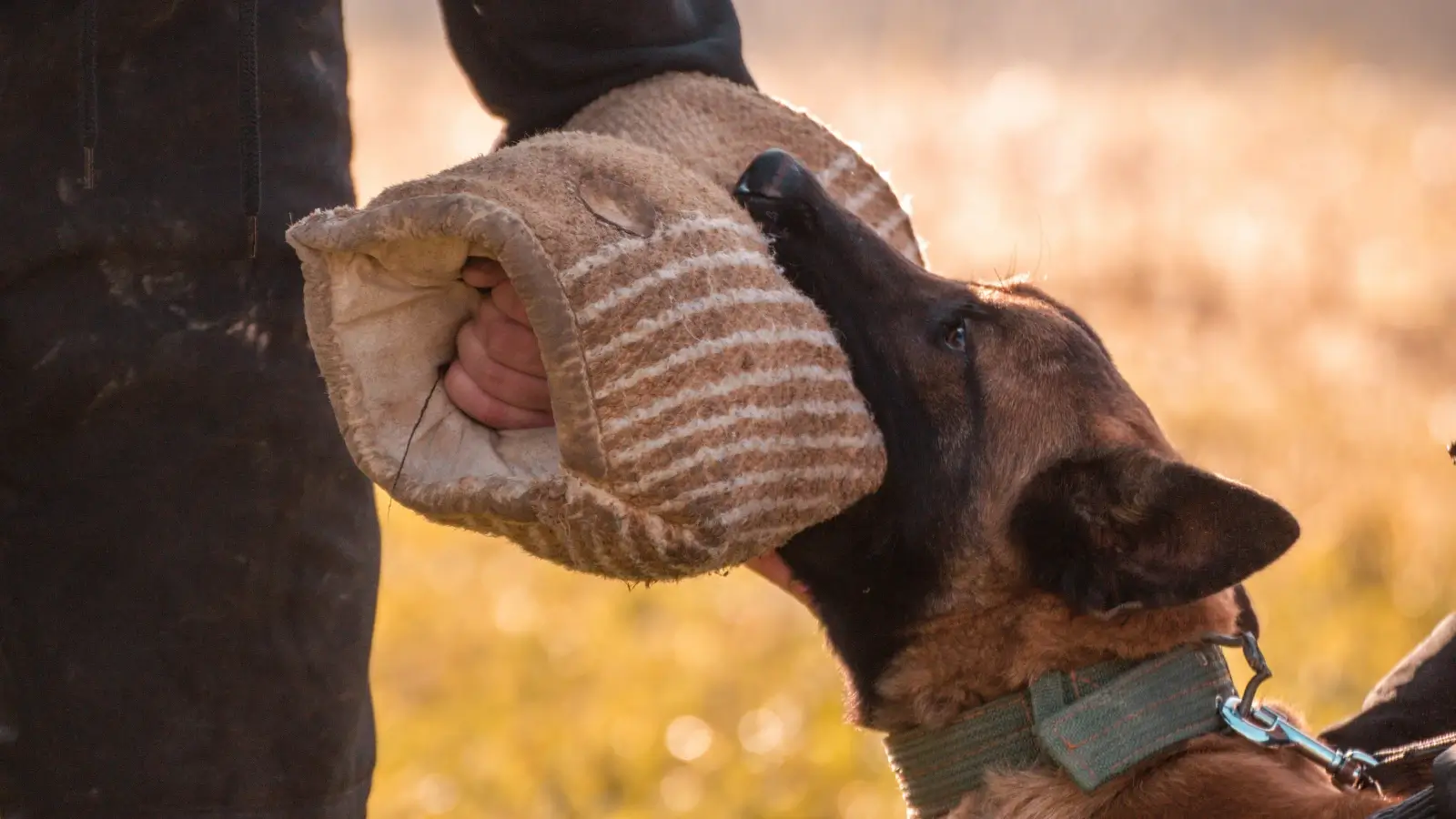 dog-bite-1