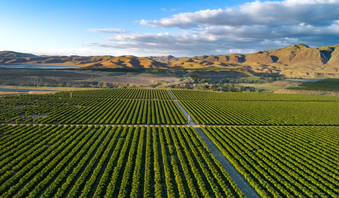 Aerial view of a large agricultural field with rows of crops near Bakersfield, California