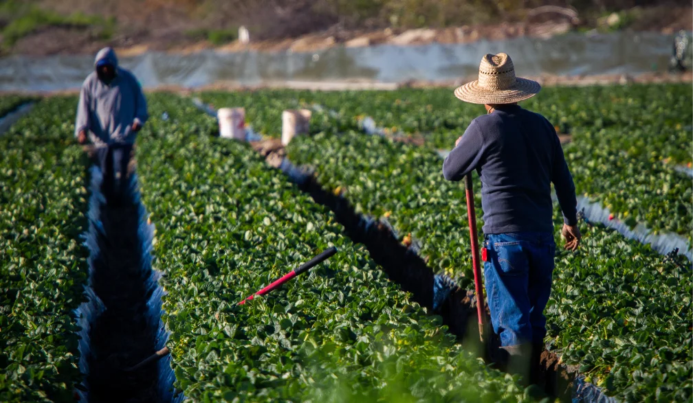 Farmworkers working in an agricultural field representing farm and agricultural labor accidents